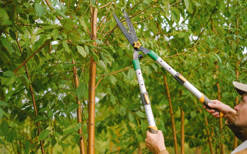Tree trimming in Valley Cottage, NY